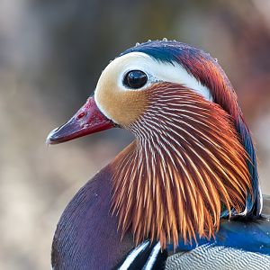 Mandarin Duck (m) (wild) UK