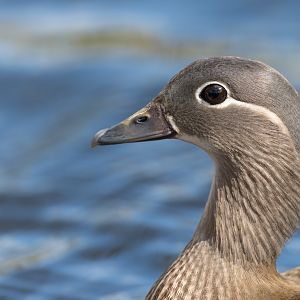 Mandarin Duck (f) (wild) UK