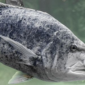 Black musselcracker + little friend