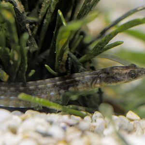 Longsnout pipefish