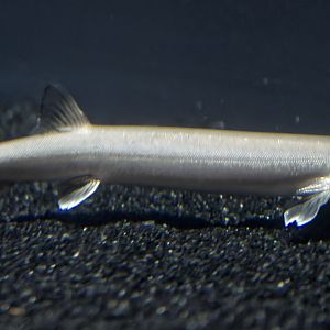 Beaked salmon/Beaked sandfish