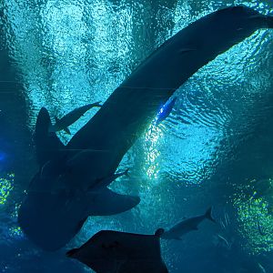 Whale Shark overhead