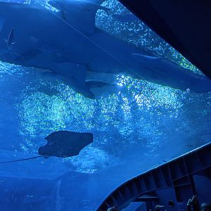 Whale Shark overhead