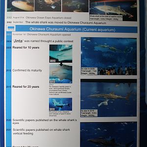Whale Shark information