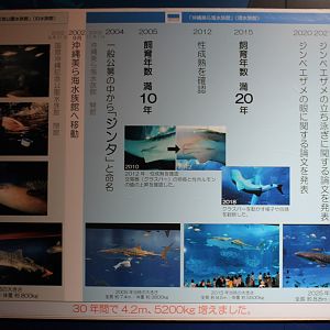 Whale Shark information