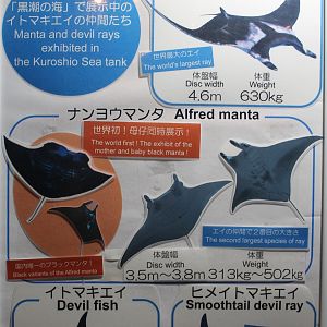 Kuroshio Sea tank signage
