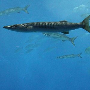 Pick-handle Barracuda (Sphyraena jello)