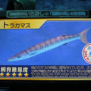 Pick-handle Barracuda signage