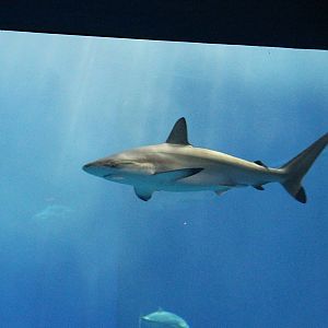 Spot-tailed Shark (Carcharhinus sorrah)