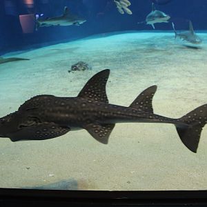 Bowmouth Guitarfish (Rhina ancylostoma)