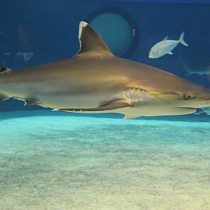 Silvertip Shark (Carcharhinus albimarginatus)