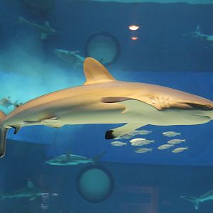 Silky Shark (Carcharhinus falciformis)
