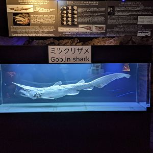 Goblin Shark (Mitsukurina owstoni) specimen