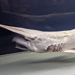 Goblin Shark (Mitsukurina owstoni) specimen
