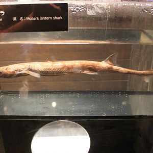 Moller's Lantern Shark specimen