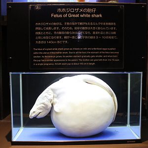 Great White Shark foetus