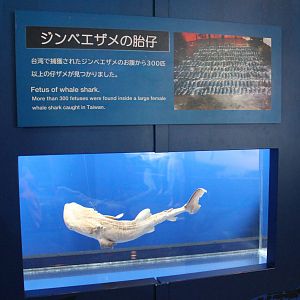 Whale Shark foetus
