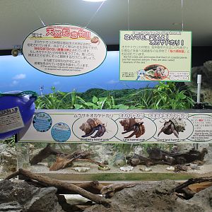 Land Hermit Crab tank