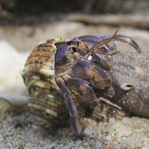 Blueberry Hermit Crab (Coenobita purpureus)