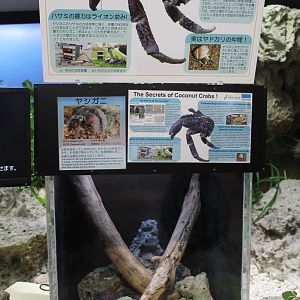 Tank for Coconut Crab (Birgus latro)