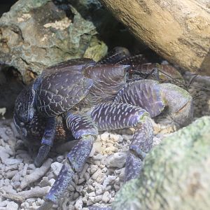 Coconut Crab (Birgus latro)