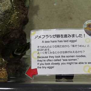 Sea Hare eggs in Touch Pool