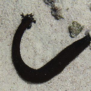 Sea Cucumber (Holothuria leucospilota)