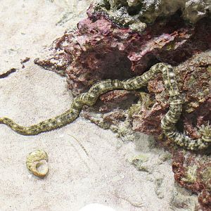 Snake Sea Cucumber (Synapta maculata)