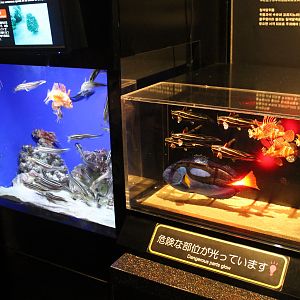 Venomous Creatures display