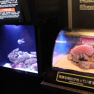 Venomous Creatures display - Crown of Thorns Starfish