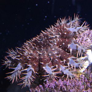 Crown of Thorns Starfish (Acanthaster planci)