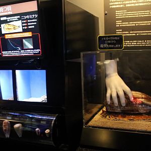 Venomous Creatures display - Cone Shells