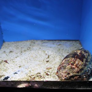 Cone Shell (Conus litteratus)