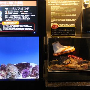 Venomous Creatures display - Stonefish