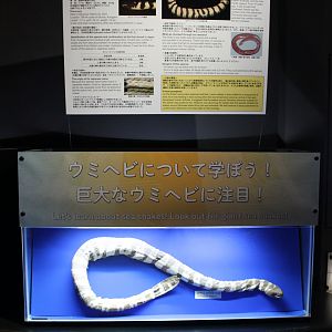 Stoke's Sea Snake (Hydrophis stokesii)