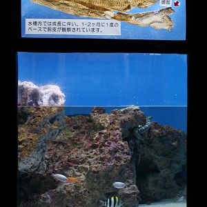 Tank for Chinese Sea Snakes (Laticauda semifasciata)