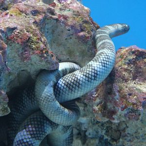 Chinese Sea Snake (Laticauda semifasciata)