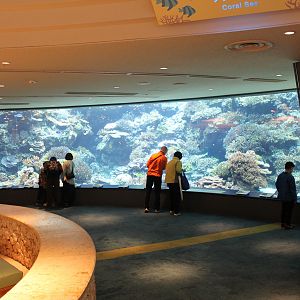 Okinawa coral reef tank