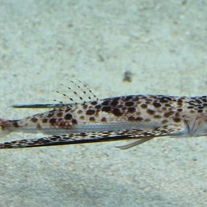 Oriental Flying Gurnard (Dactyloptena orientalis)