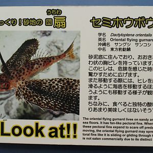 Oriental Flying Gurnard signage