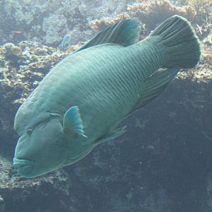 Humphead Wrasse (Cheilinus undulatus)