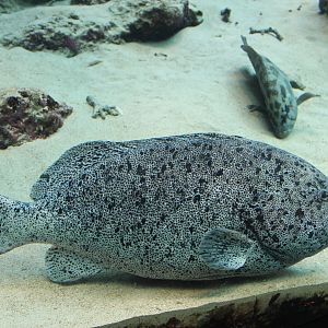 Speckled Blue Grouper and Brown-marbled Grouper
