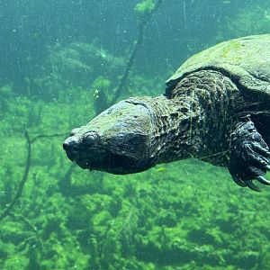 Common Snapping Turtle