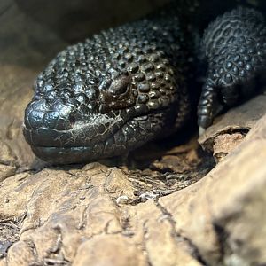 Beaded Lizard