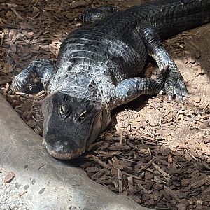 American Alligator