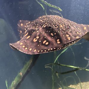 River Stingray