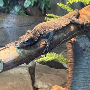 Black Tree Monitor