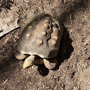 Red-footed Tortoise