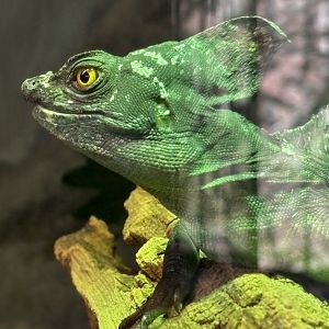 Plumed Basilisk