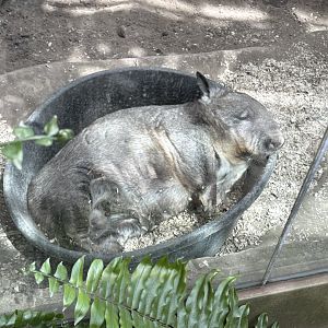 Southern Hairy-nosed Wombat